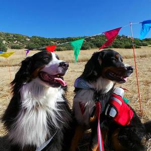 Team Page: Bernese Mountain Dogs and Friends